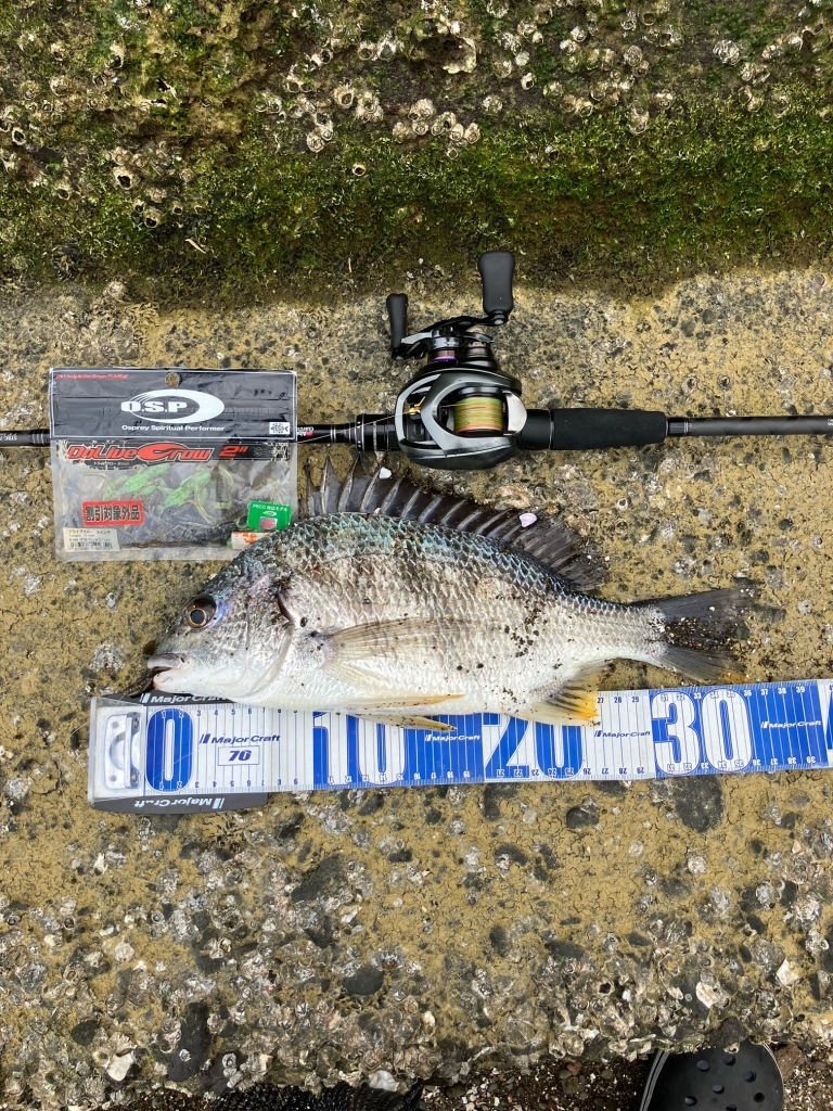 5月15日 チヌ 【高知】【チニング】【キビレ】｜高知堀り出しや