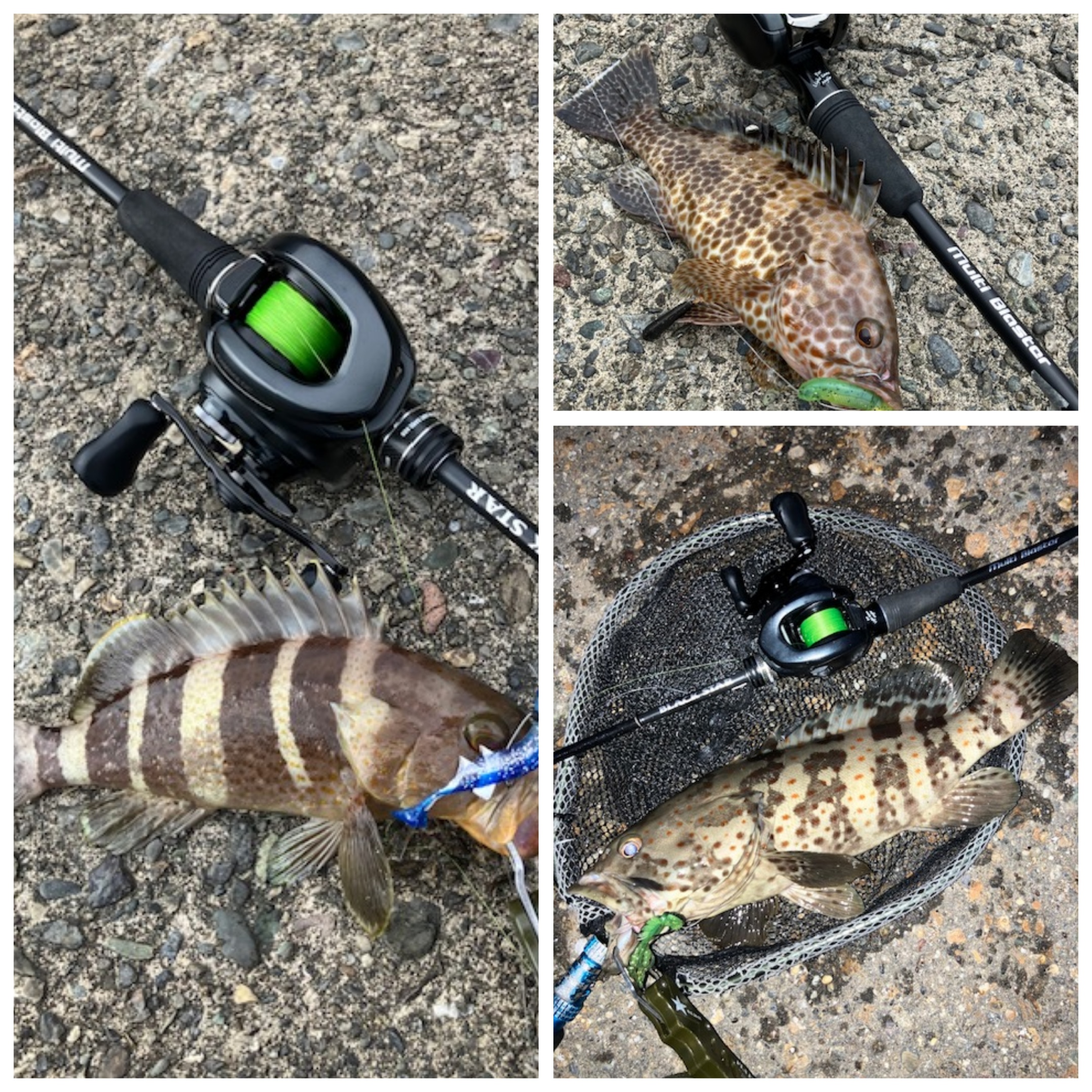 釣果のカテゴリー根魚｜高知堀り出しや