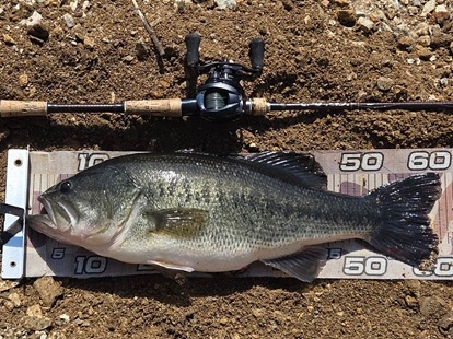 釣果投稿コーナー｜高知堀り出しや