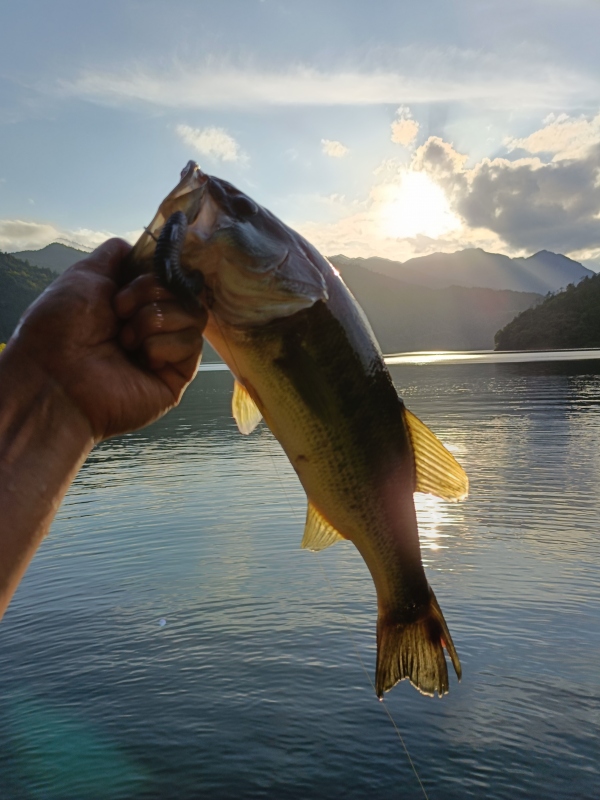 釣果のカテゴリーブラックバス｜高知堀り出しや